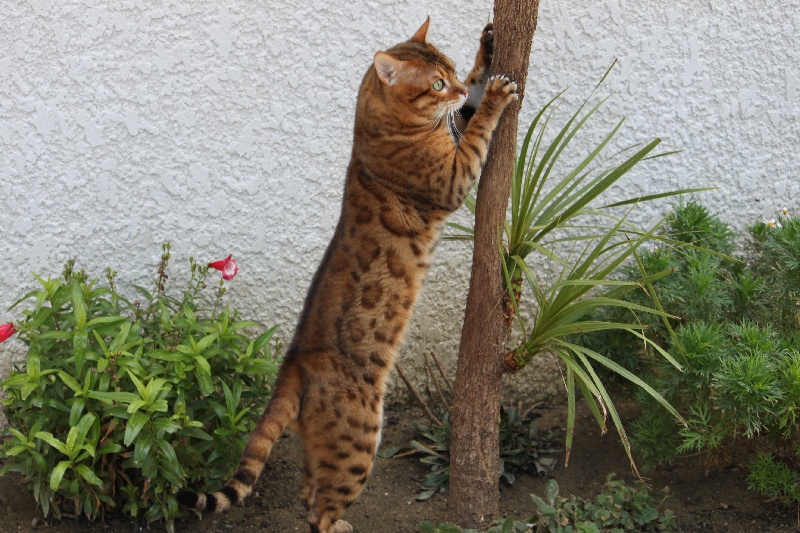 Majesticpride humphrey bogart Java Bengal