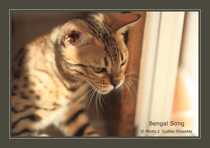 Bengal Song ELEANOR R.