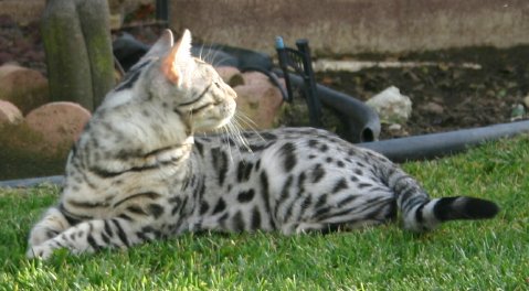 Bengal - CH. bridlewood X factor of kalanikats