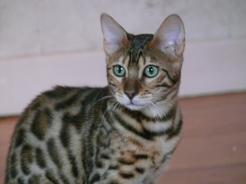 Bengal - CH. leocat's Gringo