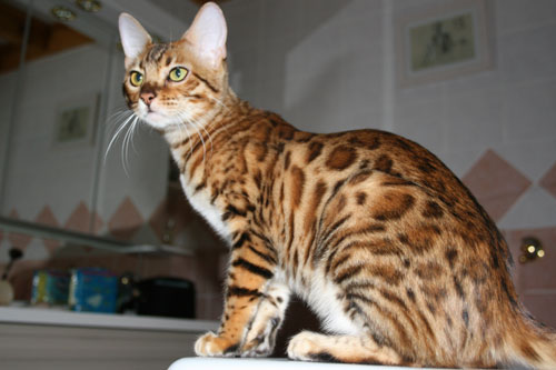 Bengal - CH. dazzledots French kiss