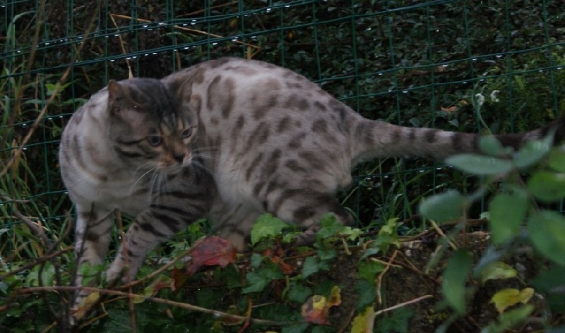 Bengal - blissnmore Snow leopard