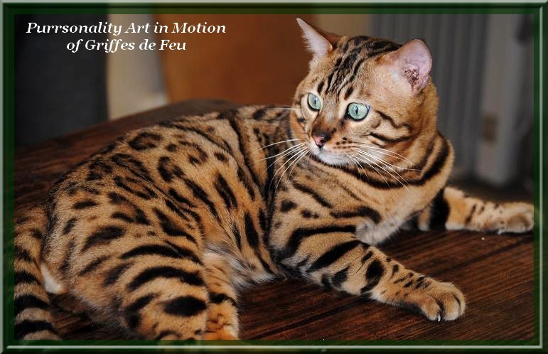 Bengal - purrsonality Art in motion