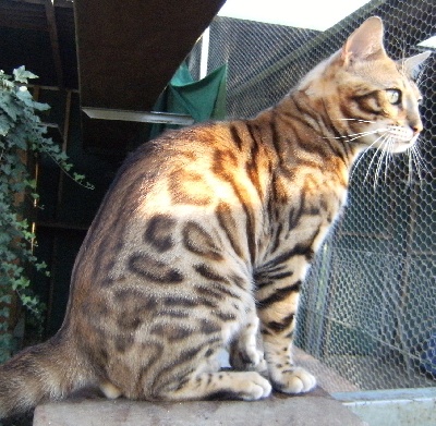 Bengal - CH. koppiekatz Killer