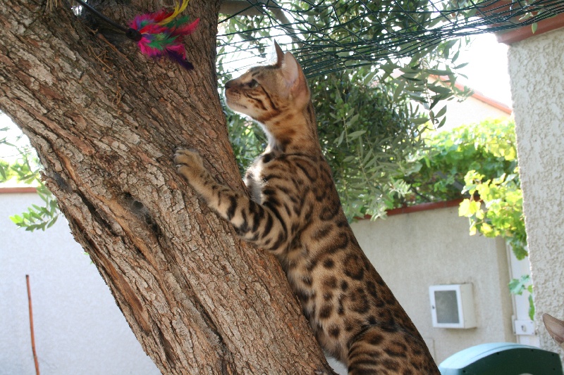 Bali-bengal d'bali-unique Java Bengal