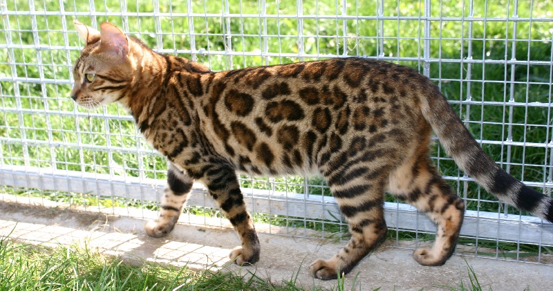 Bengal - leocat's Hindy zahra