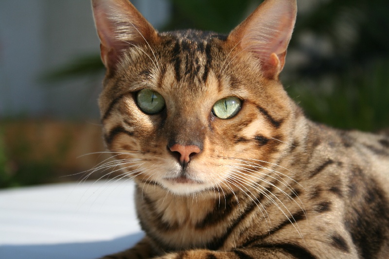 Dankuni de bankura  bengal's Java Bengal