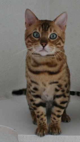 Bengal - . Sans Affixe