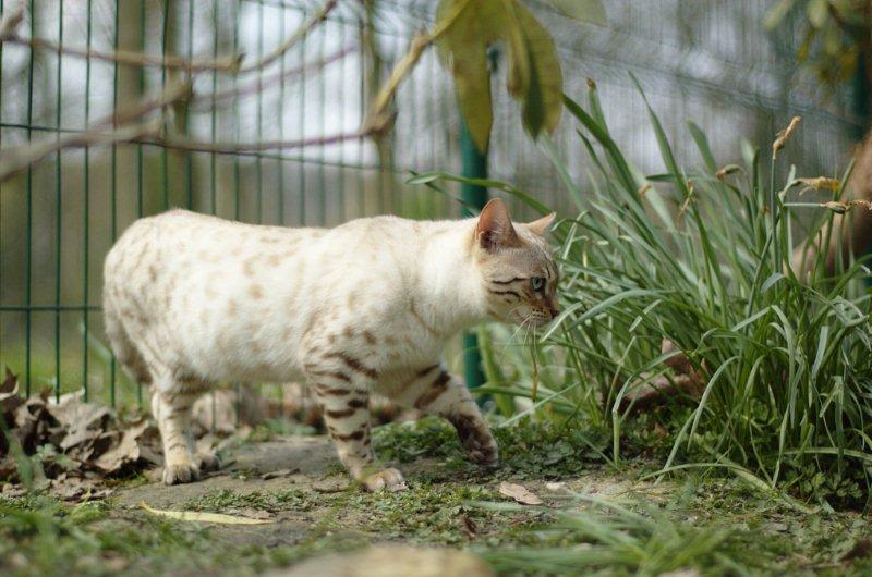 Bali Bengal Everest