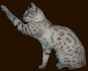 Denzel Bankura Bengal's