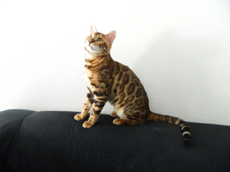 Bengal - CH. Guilty Pleasure of Mariebengal