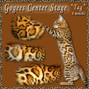 Bengal - gogees (dgc) center stage (sbt 052304 007)