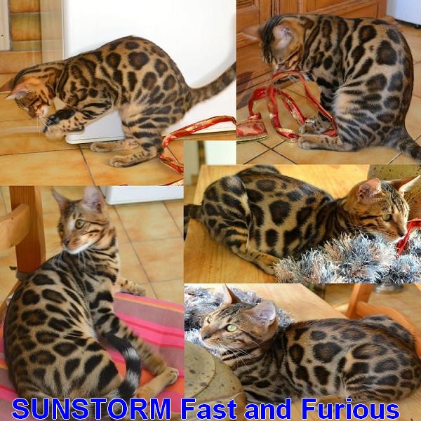 Bengal - sunstorm Fast and furious