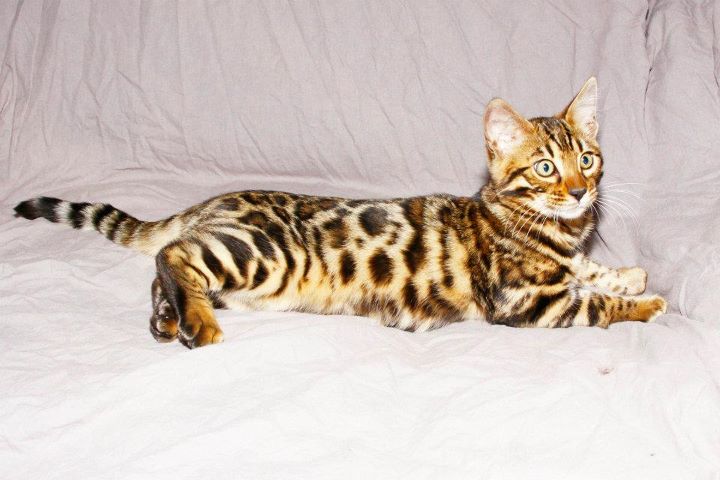 Bengal - leocat's Grand vizir