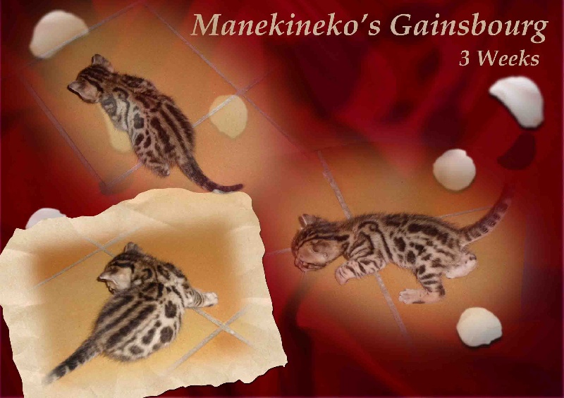 Manekineko Gainsbourg