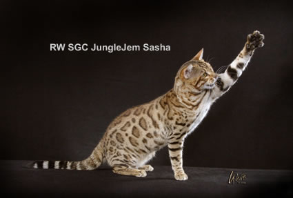 Bengal - CH. junglejem Sasha