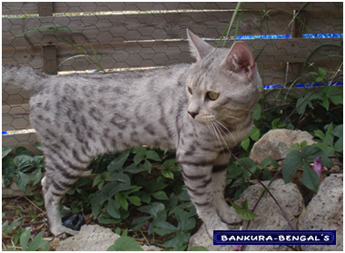 Bengal - junglejem Spellbinder