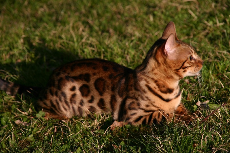 leocats Gredin