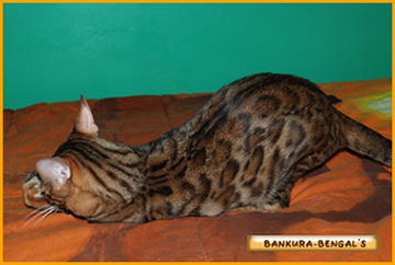 Bengal - asianexotics Kabuki