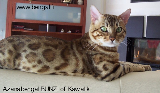 Bengal - CH. azanabengals Bunzi of kawalik