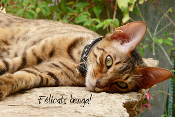 Gina des Bengali-Cat's