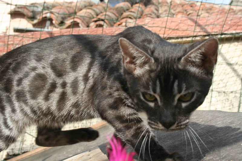 Bengal - medoz Doll of dream