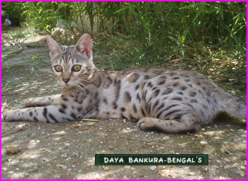 Bengal - Daya Bankura Bengal's