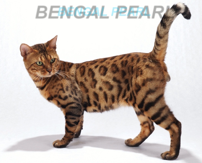 CH. Bengal Song Houston