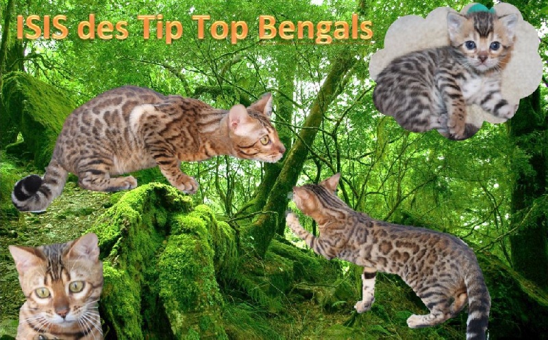 Bengal - Isis Des Tip Top Bengals