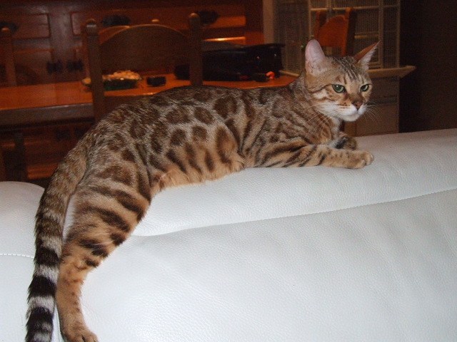Bengal - CH. Eicka de la mere d'andaman du joli coeur d'or