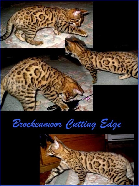 Bengal - brockenmoor Cutting edge