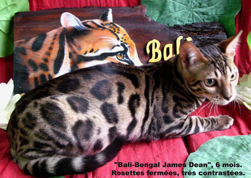 Bali Bengal James dean