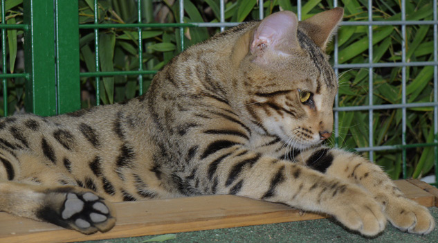 Bengal - CH. calcatta Zander of divine Idylle