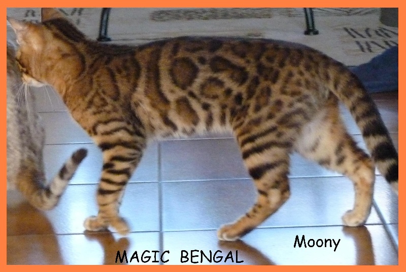 Bengal - CH. glitterglam FULL MOON of Magic Bengal