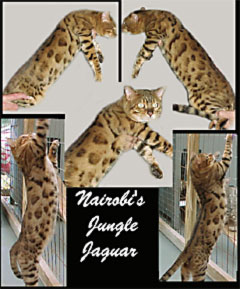 Bengal - nairobi's Jungle jaguar  sbt 012301 010