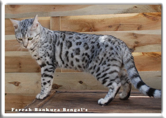 Farrah Bankura Bengal's