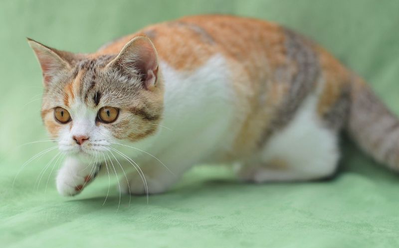 British Shorthair et Longhair - holly cat's Glamour