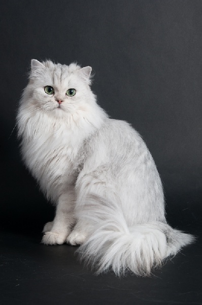 British Shorthair et Longhair - CH. Galante blanche du cedre enchante