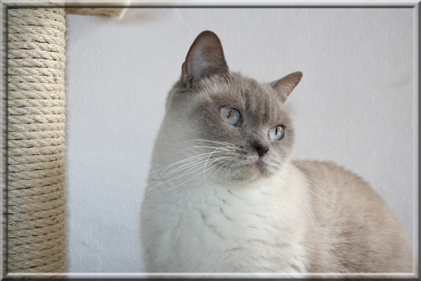 British Shorthair et Longhair - gelfling's Eyes of thruth