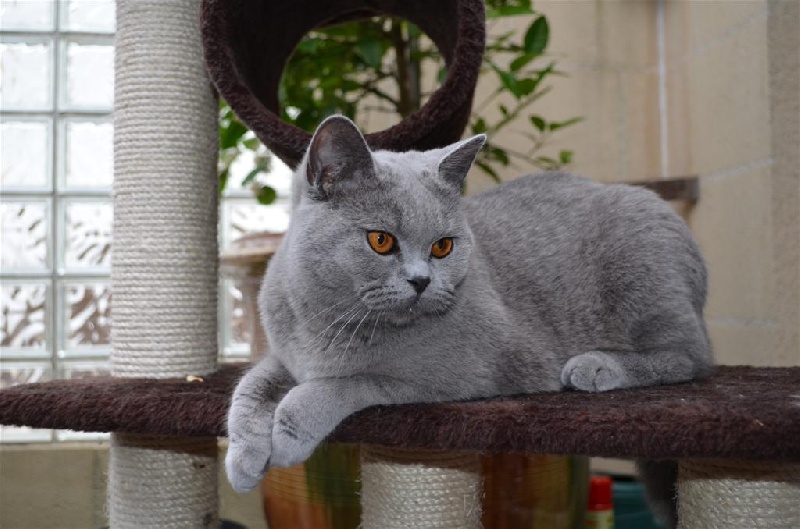 British Shorthair et Longhair - CH. World Champion FairyWitch Fidjie Du Bleu De Théjéna