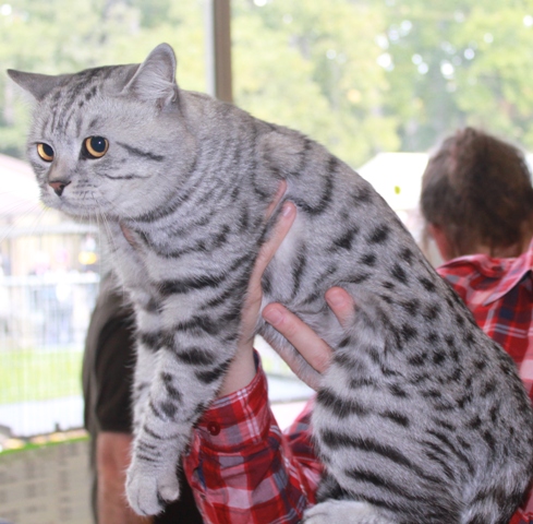 British Shorthair et Longhair - CH. wondercat Epsilon