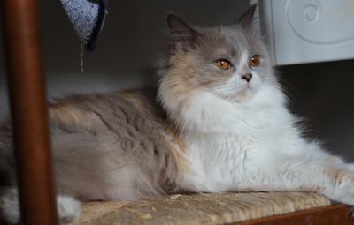 British Shorthair et Longhair - Gaïa de l'olivier d'or