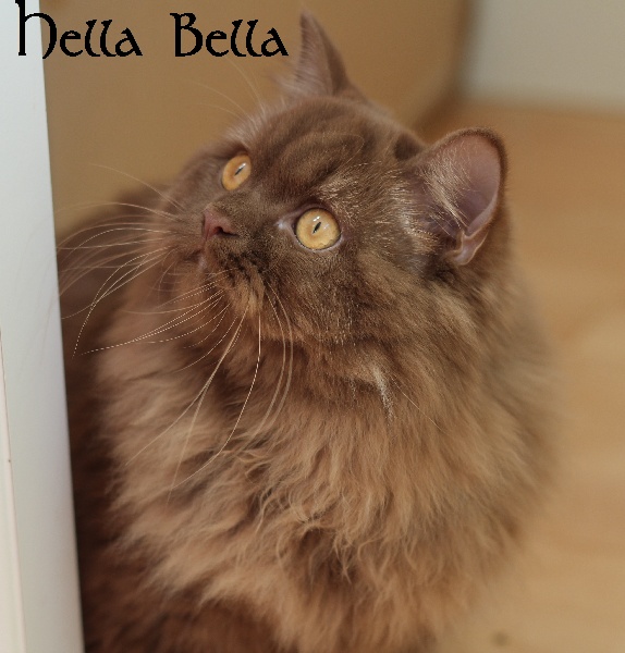 British Shorthair et Longhair - CH. Hella bella Des Fées De Savoie