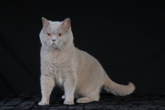 British Shorthair et Longhair - CH. Highland Legends Barnabé  Champion du Monde