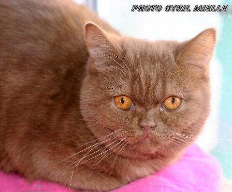 British Shorthair et Longhair - CH. Sweet Burgandy's Da butterscotch