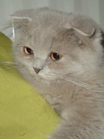 British Shorthair et Longhair - Gaicha de l'ebene