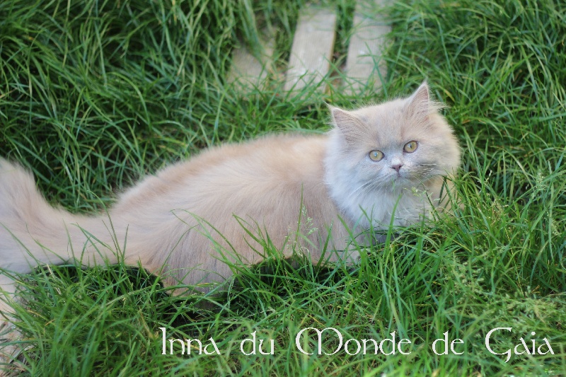 British Shorthair et Longhair - Inna Du Monde De Gaïa