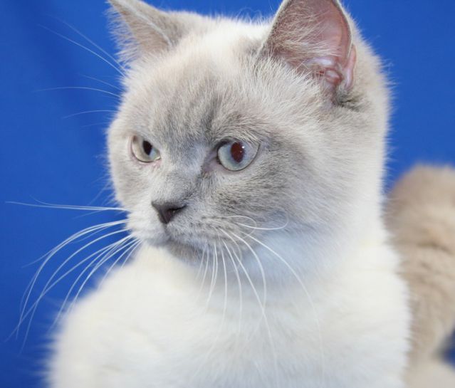 British Shorthair et Longhair - aristo'kitty Hamaranthe