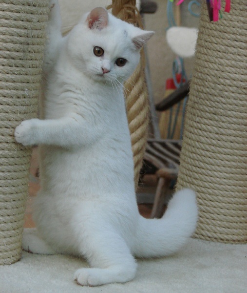 British Shorthair et Longhair - Hortense de san sirius hortense de san sirius