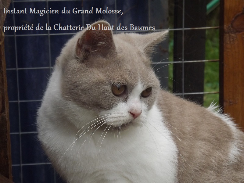 British Shorthair et Longhair - Lord Of Cats Instant magicien
